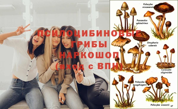 ПСИЛОЦИБИНОВЫЕ ГРИБЫ Белоозёрский